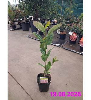 Magnolia stellata 'Rosea' C 1,4 L